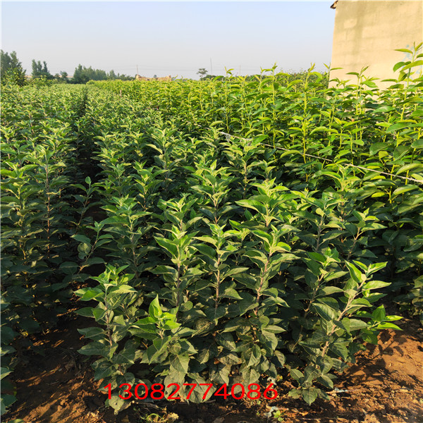 蘋(píng)果苗 蘋(píng)果樹(shù)苗新品種煙富8