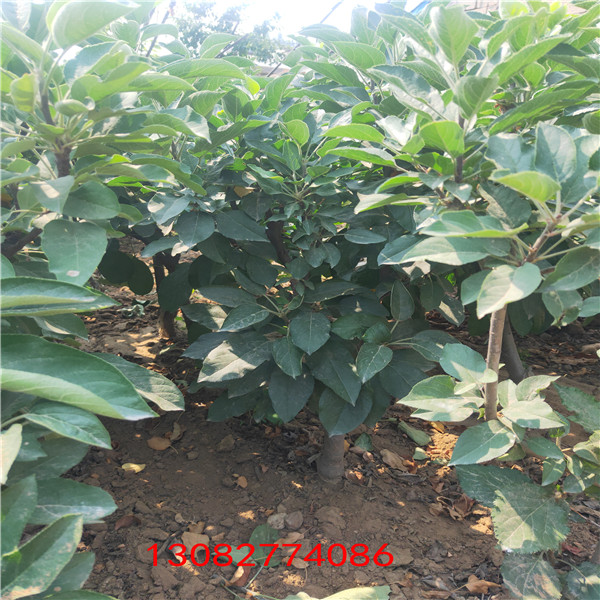 維納斯蘋果苗 花花牛蘋果樹苗價格表