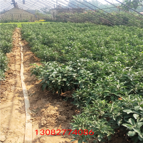 魯麗蘋(píng)果樹(shù)苗 2019年蘋(píng)果樹(shù)苗新品種