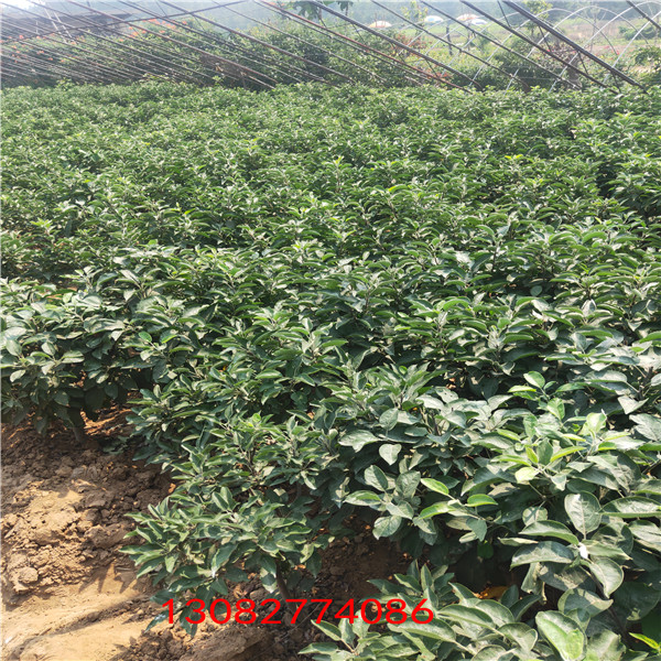 煙富0號蘋果苗 紅心蘋果樹苗幾年結(jié)果