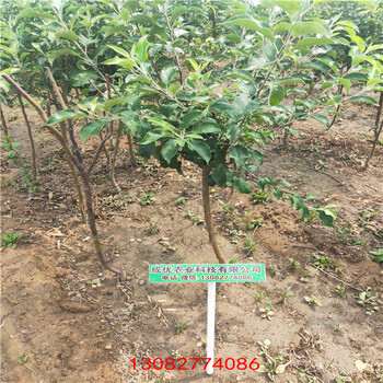 煙富8號蘋果苗山西蘋果樹苗批發(fā)