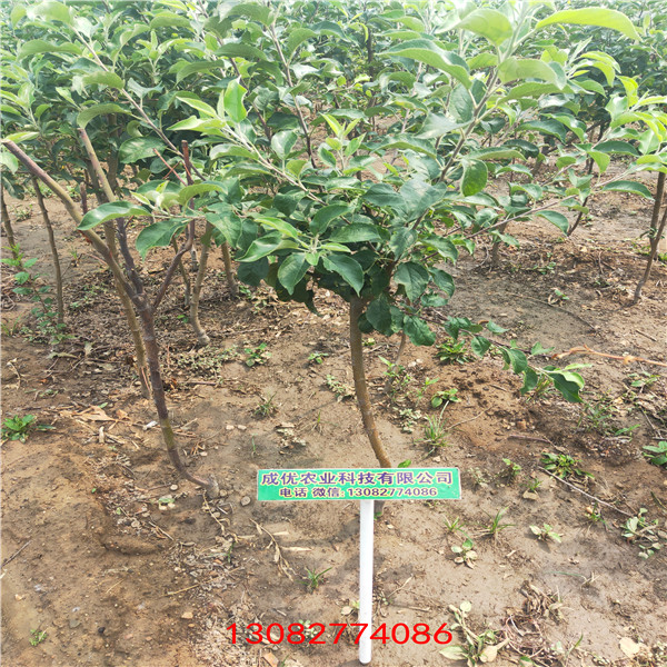 蘋(píng)果樹(shù)苗 123蘋(píng)果樹(shù)苗種植技術(shù)