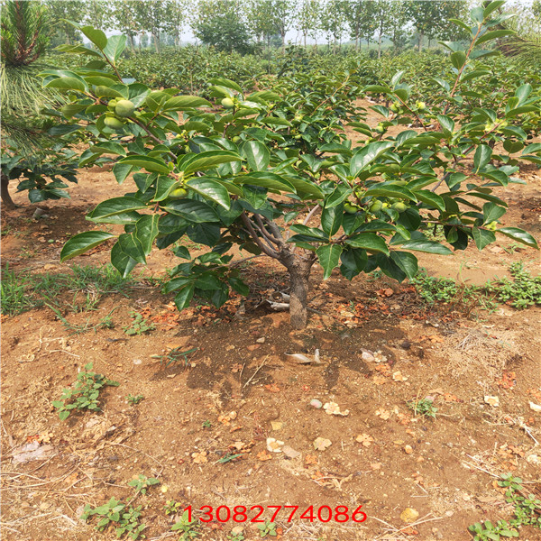 維納斯黃金蘋(píng)果苗 吉林蘋(píng)果樹(shù)苗批發(fā)