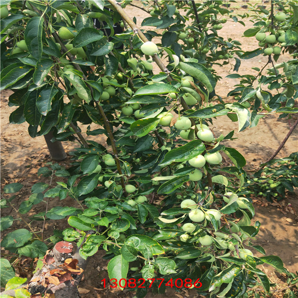 煙富0號蘋果苗 吉林蘋果樹苗批發(fā)