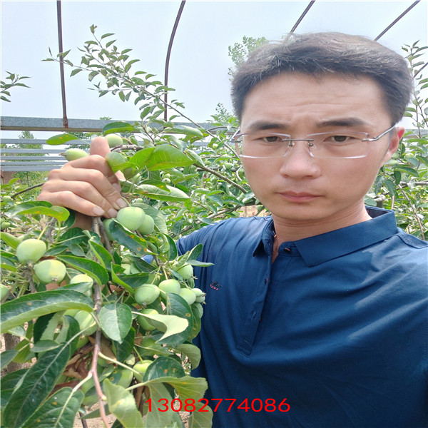煙富0號蘋果苗 紅富士蘋果樹苗批發(fā)
