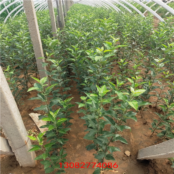 魯麗蘋果樹苗 蘋果樹苗新品種煙富8