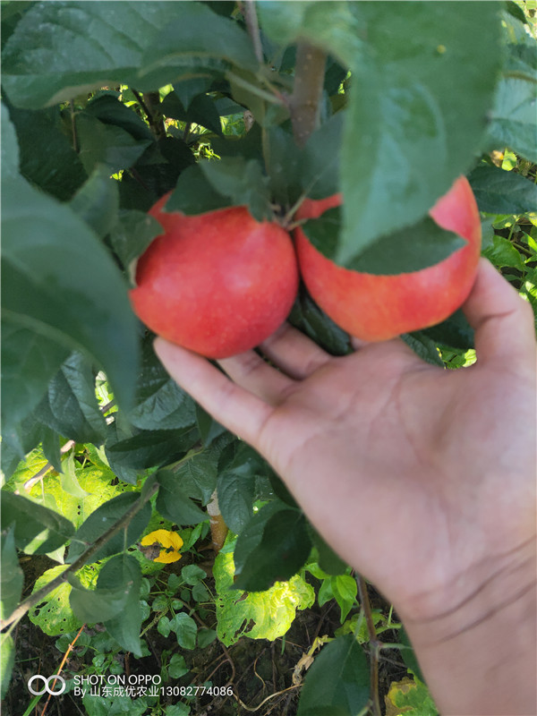 鲁丽苹果树苗 苹果树苗品种及价格