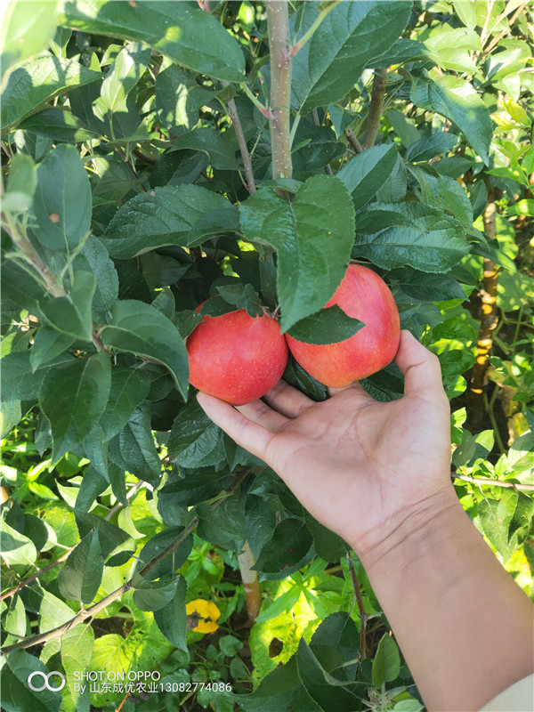 鲁丽苹果树苗 花花牛苹果树苗价格表