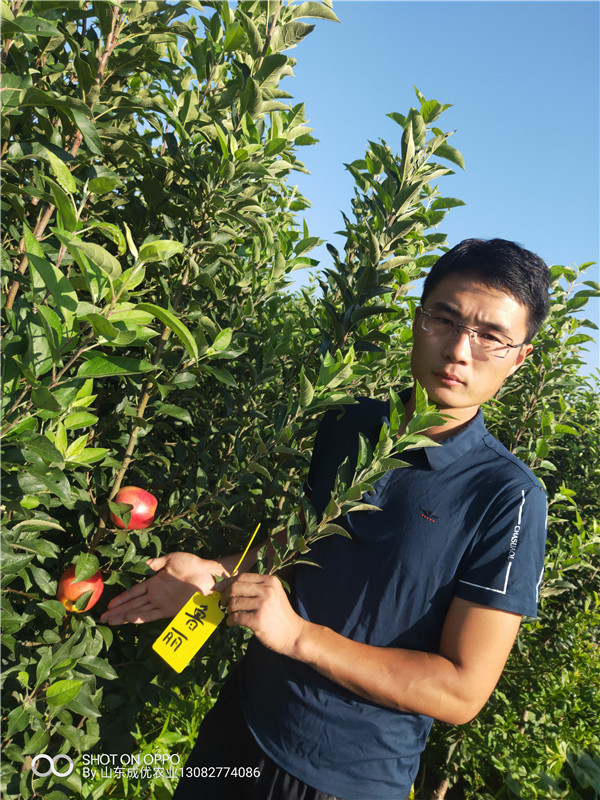 魯麗蘋果樹苗 陜西蘋果樹苗新品種