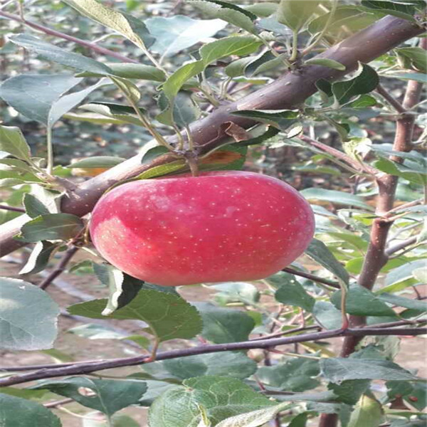 蘋果苗 陜西秦脆蘋果樹苗基地
