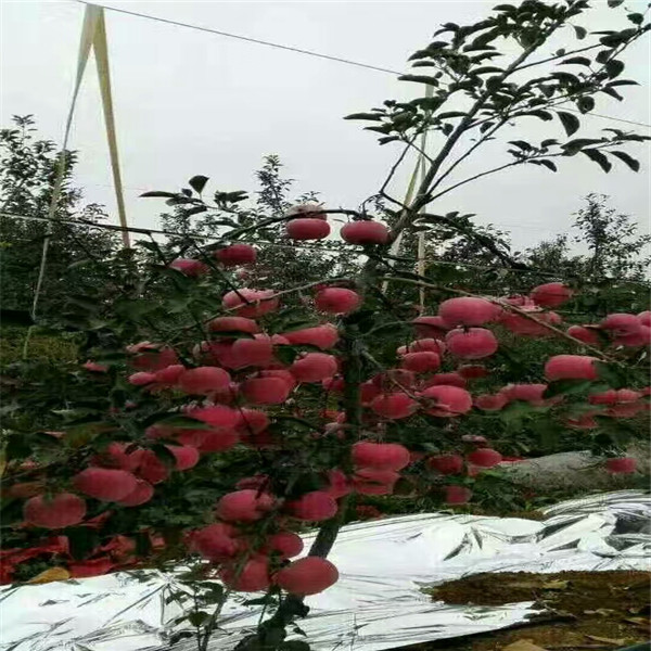 鲁丽苹果树苗 陕西苹果树苗批发