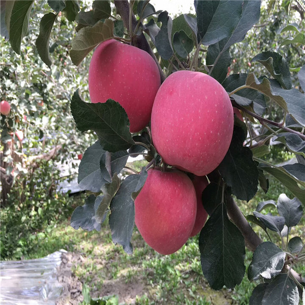 維納斯蘋(píng)果苗 山東煙臺(tái)蘋(píng)果樹(shù)苗基地