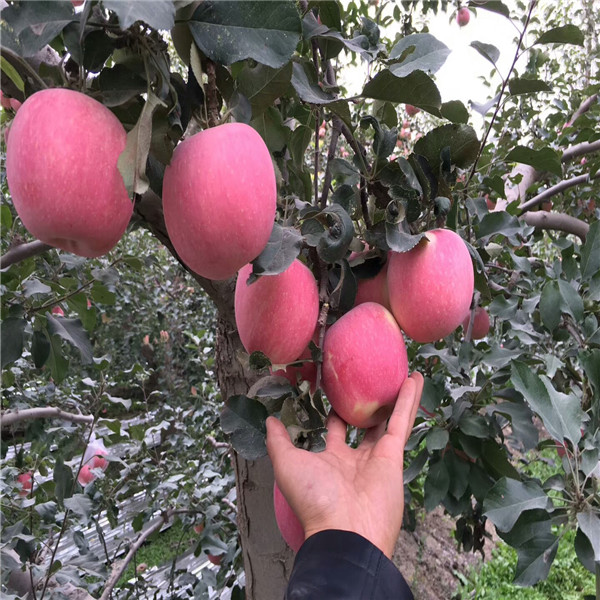 魯麗蘋(píng)果樹(shù)苗 2019年蘋(píng)果樹(shù)苗新品種
