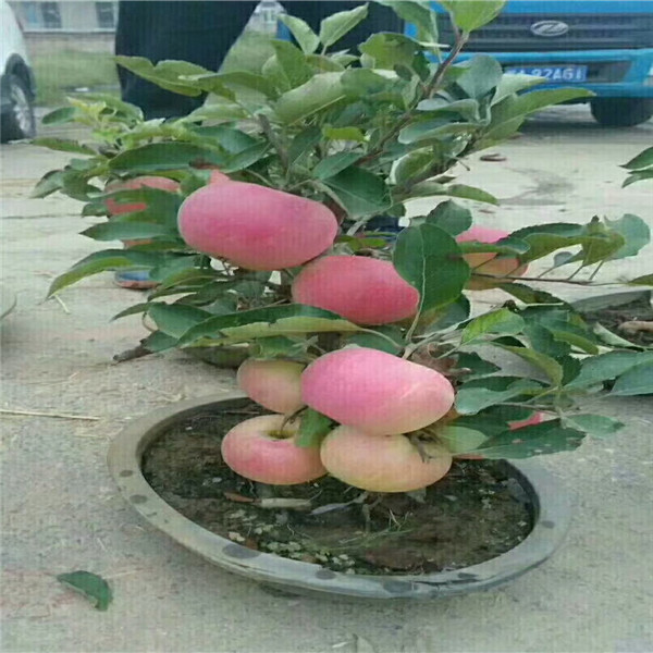 維納斯黃金蘋(píng)果苗 吉林蘋(píng)果樹(shù)苗批發(fā)