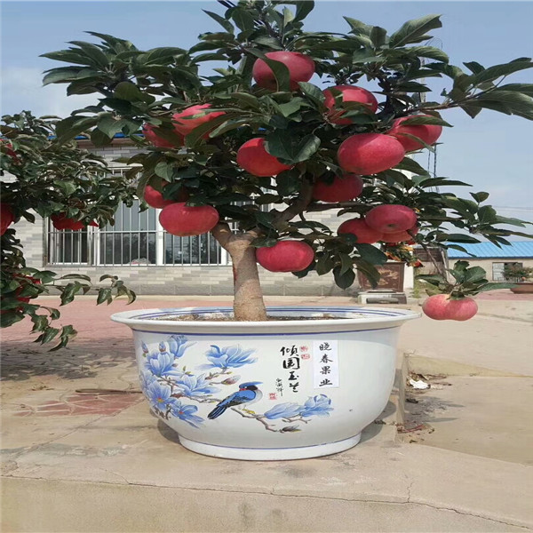 維納斯蘋(píng)果苗 山東煙臺(tái)蘋(píng)果樹(shù)苗基地