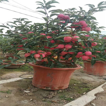 蘋果苗花花牛蘋果樹苗價(jià)格表