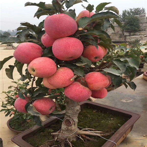 維納斯蘋果苗 紅心蘋果樹苗多少錢