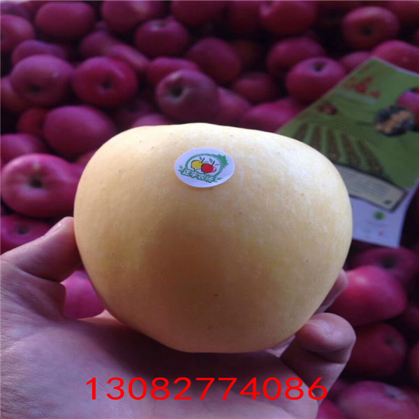 煙富0號(hào)蘋(píng)果苗 紅心蘋(píng)果樹(shù)苗批發(fā)