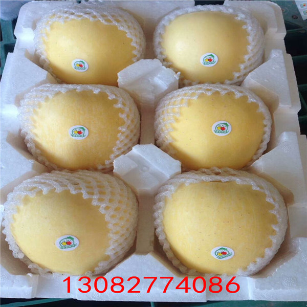 煙富0號(hào)蘋果苗 蘋果樹苗種植技術(shù)