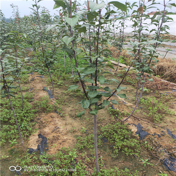 蘋果樹苗價(jià)格 紅富土蘋果樹苗價(jià)格表