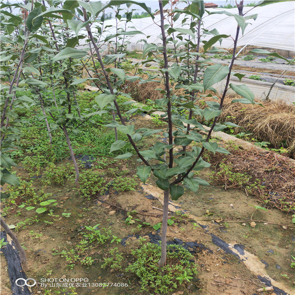 嫁接苹果苗 富士苹果树苗几年结果