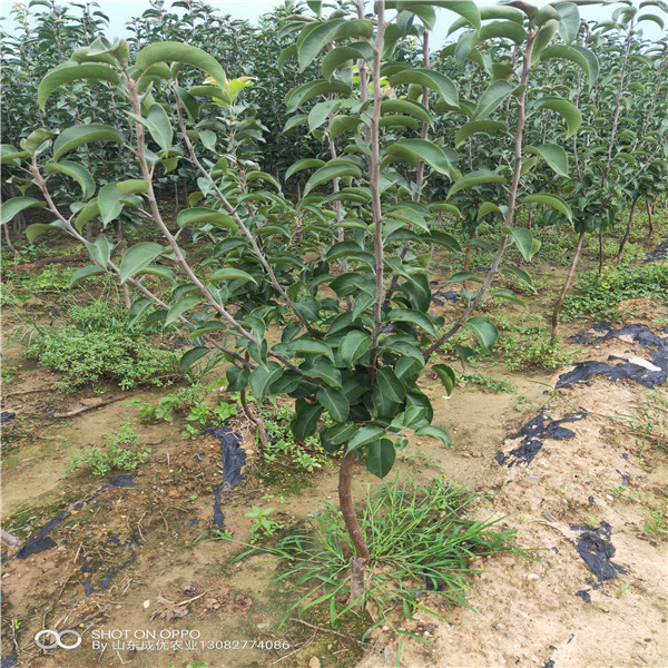 5公分蘋果樹 印度青蘋果苗基地