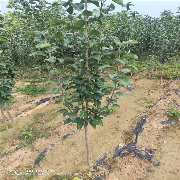 一棵苹果苗价格 苹果苗木展会特装