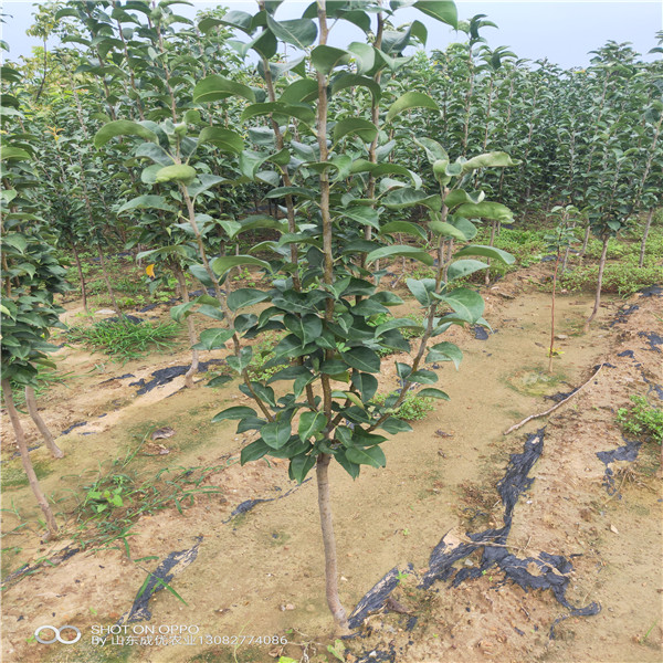 红富士苹果苗 刚出土的苹果树苗图片