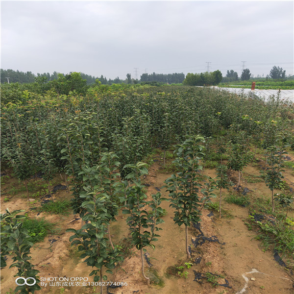 一棵蘋果苗價格 直桿蘋果樹苗新品種