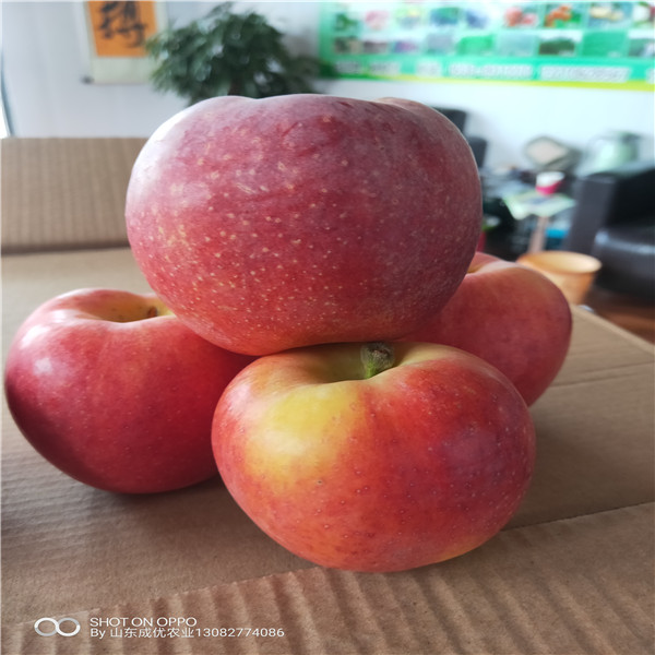 蘋果樹苗一棵多少錢 煙臺(tái)農(nóng)科院蘋果苗品種