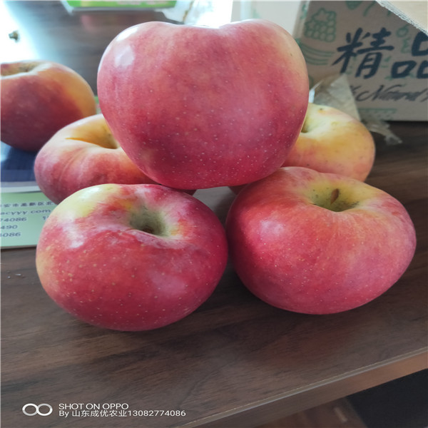 魯麗蘋(píng)果苗價(jià)格 蘋(píng)果苗木供應(yīng)