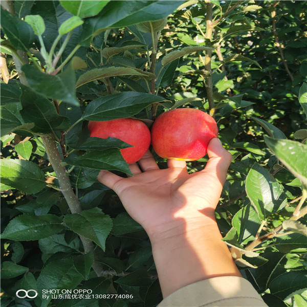 10公分苹果树 矮化苹果树苗新品种