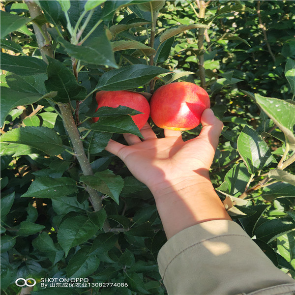 新品種蘋果哪里有 吉林蘋果樹苗批發(fā)