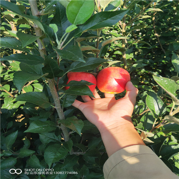 红富士苹果苗 苹果树苗新品种视频