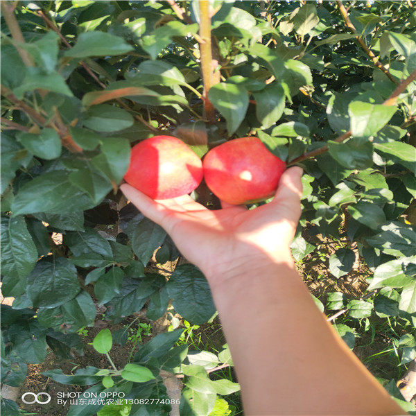 紅富士蘋果苗 蘋果苗品種