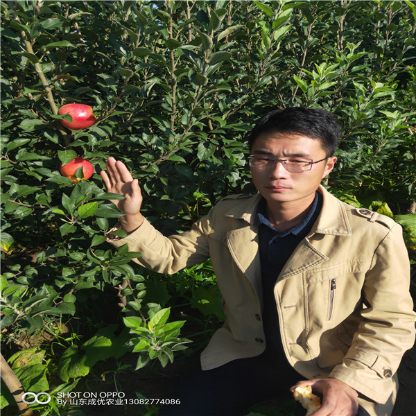 山東蘋果哪里好 吉林蘋果樹苗批發(fā)