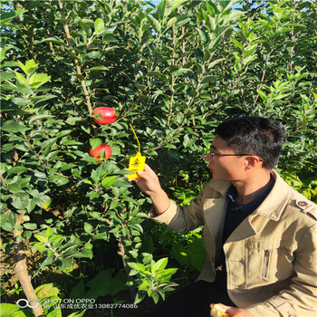 10公分苹果树矮化苹果树苗新品种