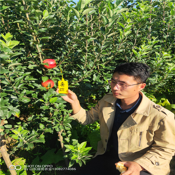 蘋果樹苗一棵多少錢 蘋果苗木價(jià)格表