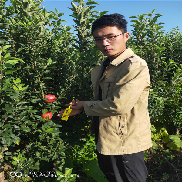 蘋果樹苗一棵多少錢 矮化蘋果樹苗新品種