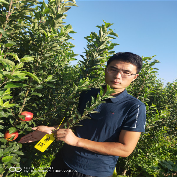 3公分蘋果樹苗 煙臺農(nóng)科院蘋果苗木