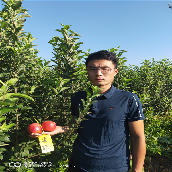 蘋果樹苗一棵多少錢 煙臺(tái)農(nóng)科院蘋果苗品種