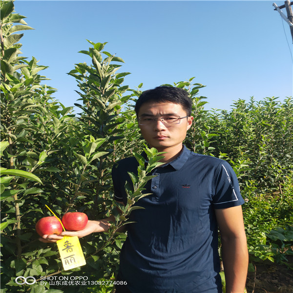  蘋果苗木價格表