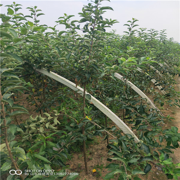 蘋果樹苗價(jià)格 紅富土蘋果樹苗價(jià)格表