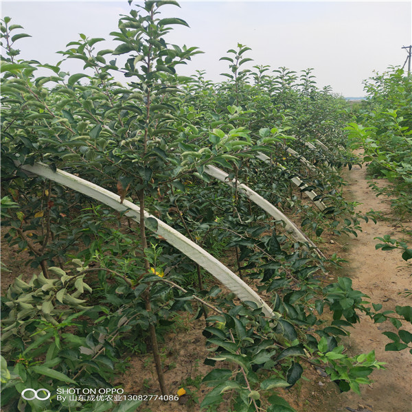 苹果树苗价格 苹果苗木陕西标准