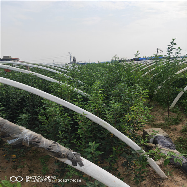 蘋果苗新品種批發(fā) 蘋果苗木繁育技術