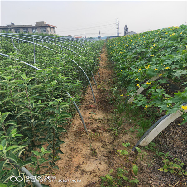 苹果树苗价格 苹果苗木陕西标准