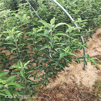 蘋果樹苗一棵多少錢山東蘋果苗新品種