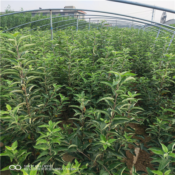 魯麗蘋果苗價格 云南那里有蘋果苗出售