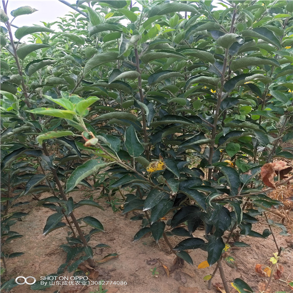 蘋果多少錢 陜西千陽蘋果苗木