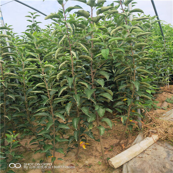 苹果树苗一棵多少钱花牛苹果树苗几年结果